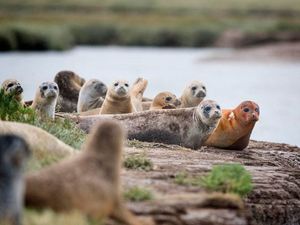 Supporting image for story: Scientists counting seal pups in Thames Estuary for first time