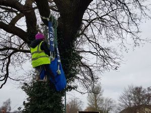 Supporting image for story: Shrewsbury oak tree row sparks calls for end to unnecessary felling