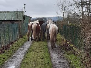 Supporting image for story: Five loose horses corralled by police near Whitchurch