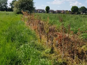 Supporting image for story: 'Wanton destruction': FIVE HUNDRED newly planted trees targeted by vandal in Shrewsbury 