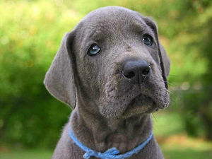 Supporting image for story: Doggie Days get Daniel's support