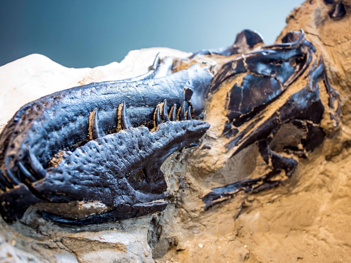 Research may solve mystery of whether fossil is young T. rex or new species