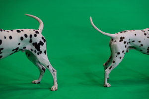 Dalmatian at the Birmingham National Exhibition Centre (NEC) for the fourth day of the Crufts Dog Show. Photo credit: Aaron Chown/PA Wire            