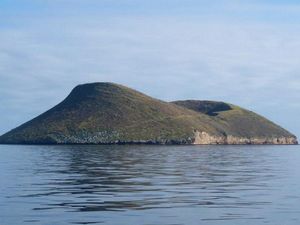 Supporting image for story: Scientists are watching a new species of bird evolve in real time