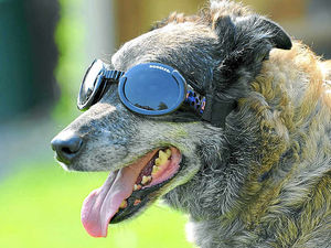Supporting image for story: Doggles make Bugsy coolest pooch in town