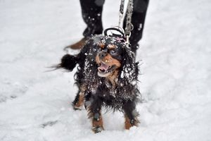 Walking in the snow in Hednesford
