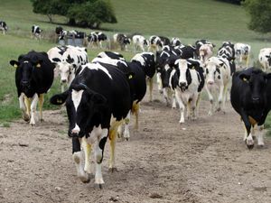 Cattle walking along a muddy path in a field