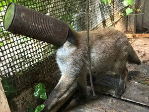 Supporting image for story: Litter cause of 264 injuries to animals in Shropshire 