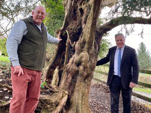 Supporting image for story: Yew've got it... MP near Shropshire supports residents' bid to protect 600 year old tree
