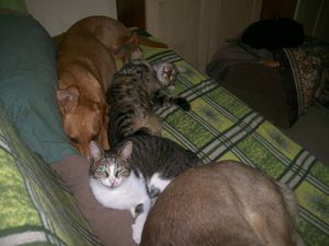 Some of the rescued animals having a nap