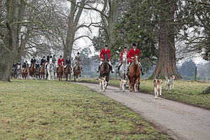 Supporting image for story: The hunting ban 10 years on: What difference has it made?