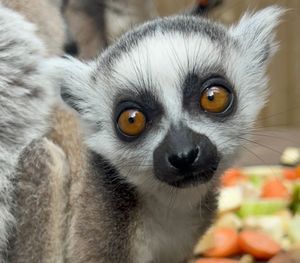 Ring Tailed Lemurs are endangered in the wild