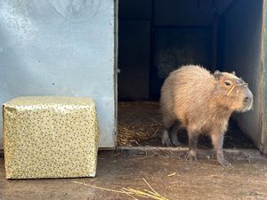 Cinnamon the capybara with her present at Hoo Zoo. 