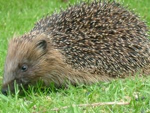 Supporting image for story: Protect hedgehogs this Bonfire Night