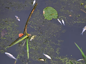 Supporting image for story: 'Strong action' may be taken against company at centre of Walsall chemical spill if they are found guilty of wrongdoing