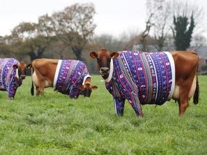 Supporting image for story: Jersey farmer dresses cows in Christmas jumpers to usher in festive spirit
