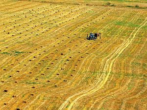 Supporting image for story: Food shortage fears as Ukraine war sees cost of farming rise