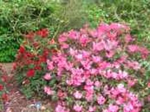 Supporting image for story: Get inspiration for your garden