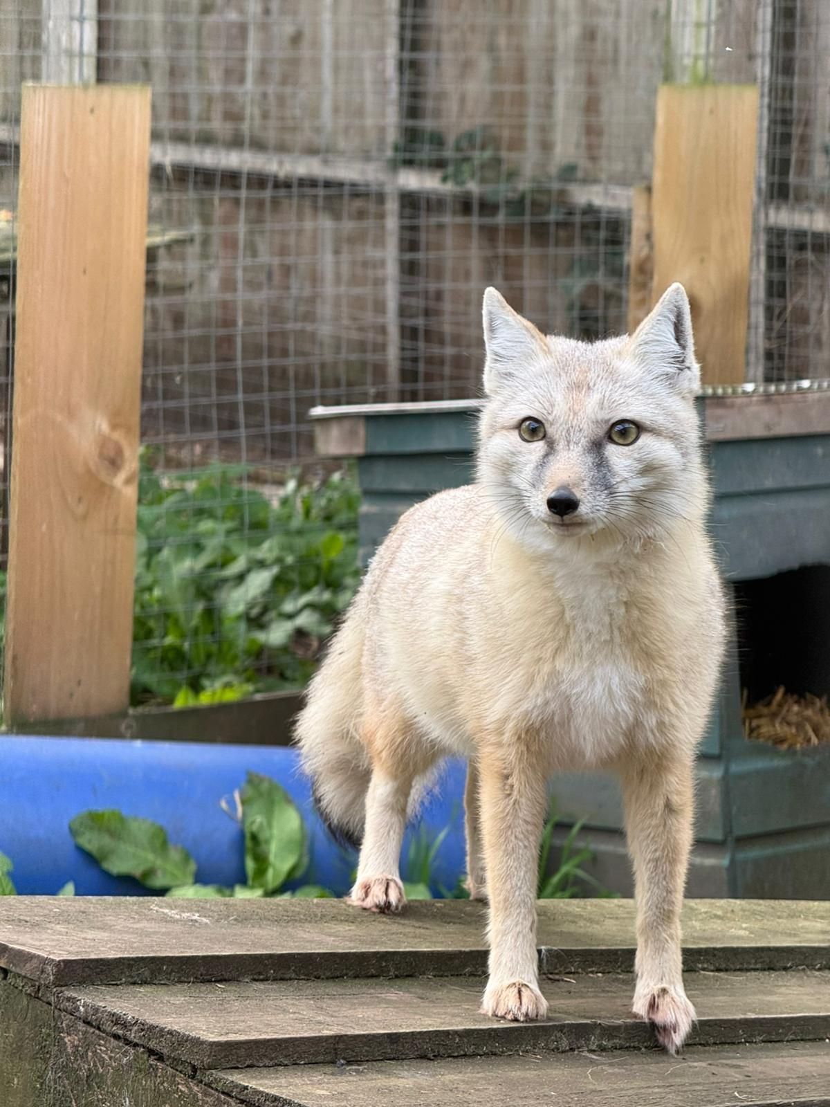 Trio of Asian foxes arrive at Hoo Zoo and Dinosaur World Trio of Asian foxes arrive at Hoo Zoo and Dinosaur World