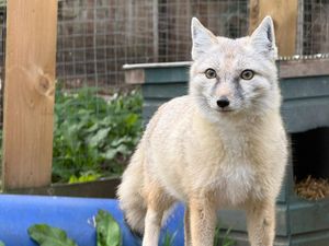 Supporting image for story: Trio of Asian foxes arrive at Hoo Zoo and Dinosaur World