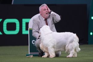 Winner of Best in Show and Gundog group Clumber Spaniel named Bruin with owner and handler Lee Cox from Somerset on the final day of the Crufts Dog Show at the National Exhibition Centre (NEC) in Birmingham. 