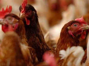 Supporting image for story: Chicken farm expansion set to be approved