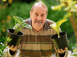 Supporting image for story: Plant sale day near Bridgnorth for charity