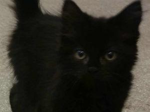 Supporting image for story: 10-week-old Jack the kitten left abandoned on Ironbridge road