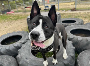 Jessie is looking for a new home