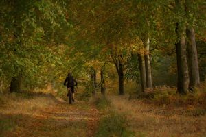 A Ride in the Forest by Norman O'Neill