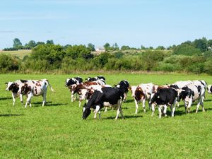 Supporting image for story: Opportunities must be 'fully seized' on Welsh farming bill  