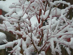 David White sent in this close-up from Craven Arms