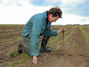 Supporting image for story: Shropshire asparagus harvest hit hard by weather