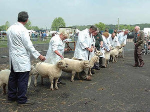 Supporting image for story: Staffordshire County Show bosses in hope of jubilee boost