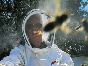 Supporting image for story: Warning as wasps get set to go on warpath