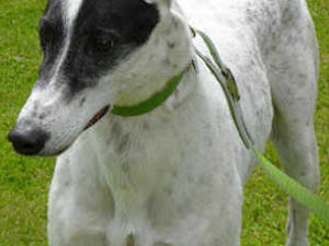 Supporting image for story: After a life in the fast lane greyhounds make excellent pets
