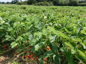 Supporting image for story: Shropshire farmers struggle to fill fruit picking roles as 'land army' plea falls flat