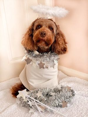 Margot as an Angel from Yorkshire. 