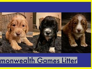 Supporting image for story: Help to name litter of police dogs in tribute to upcoming Commonwealth Games