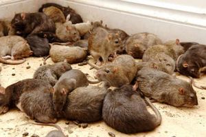 Is the West Midlands becoming plagued by rats?
