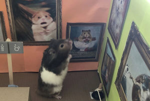 Spud in 'London'. Photo: Lisa Murray-Lang/SWNS