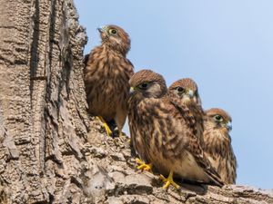 Supporting image for story: Adorable photos show kestrel chicks learning to fly near Much Wenlock