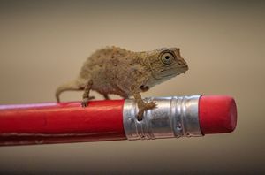Three rare 'fingertip-sized' pygmy chameleons hatched at Chester Zoo