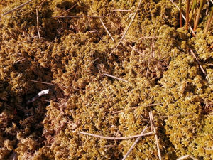 Supporting image for story: Shropshire peatland set to play a crucial role in battling climate change