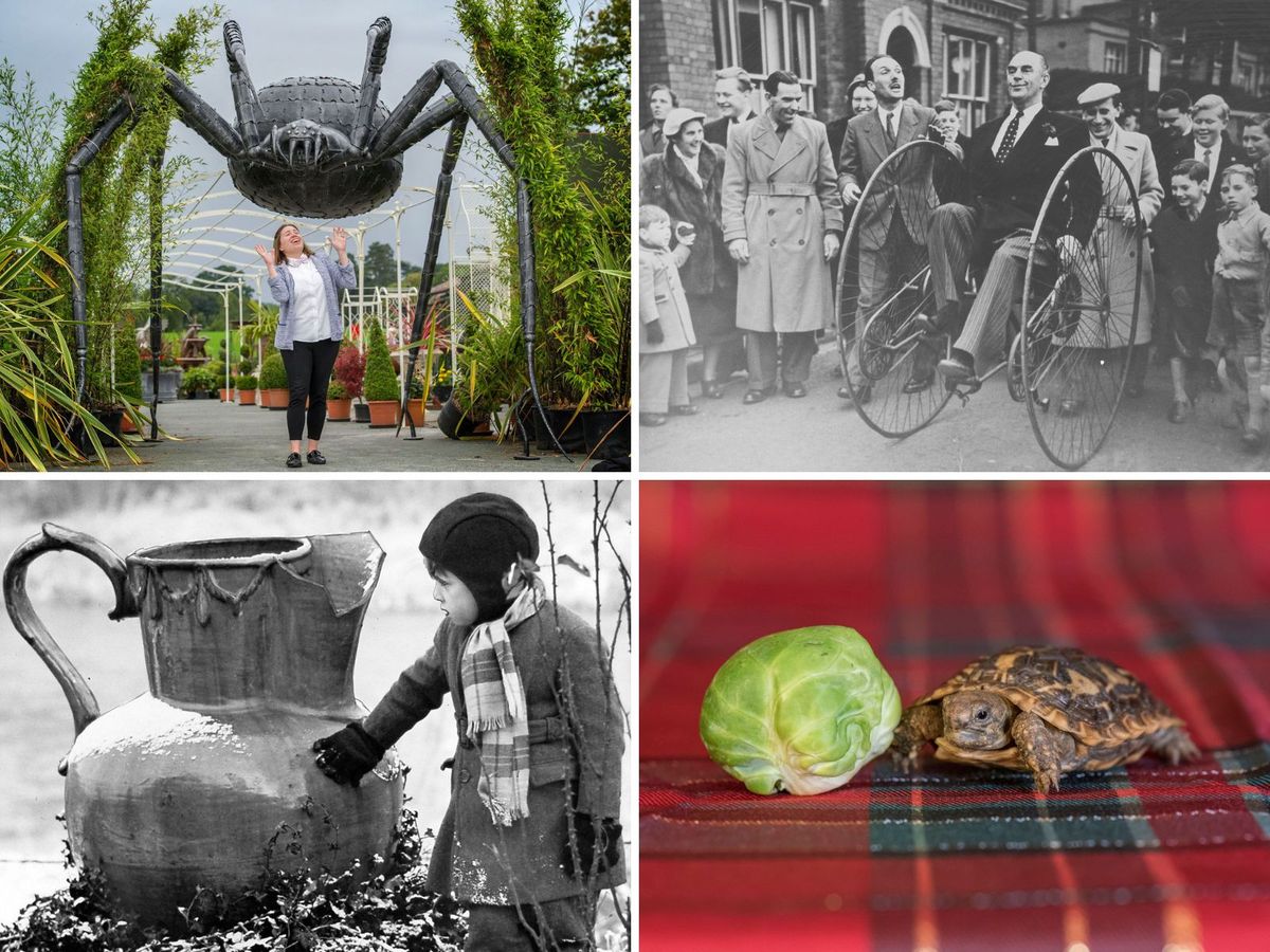 From the archives: 25 quirky and giant sights from across Shropshire to make you smile