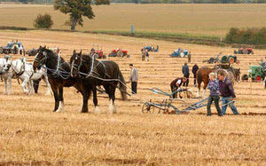 Supporting image for story: Crowds flock to see ploughing contest