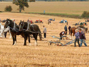 Supporting image for story: Crowds flock to see ploughing contest