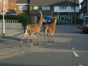 Supporting image for story: We're living in a cul-deer-sac