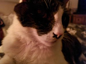 Supporting image for story: Warning for pet owners after death of cat allegedly shot and poisoned