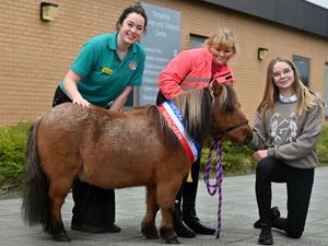 Supporting image for story: Shetland ponies and firefighters help to cheer up young hospital patients